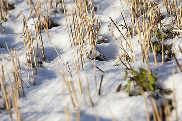 Image showing Winter on the field