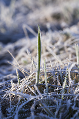 Image showing winter wheat