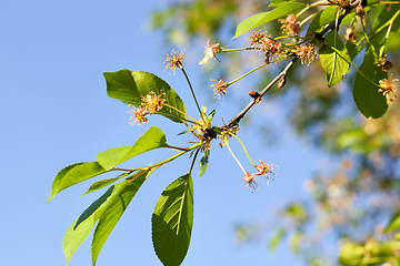 Image showing cherry tree with flowers