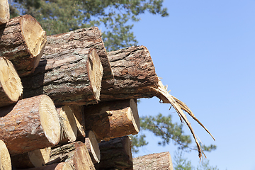 Image showing Trunks of pine trees, wood and sky