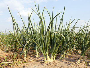 Image showing onion harvest, the field