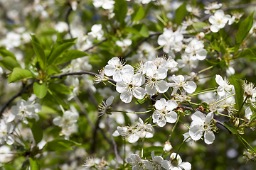 Image showing flowers in spring day.