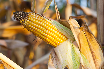 Image showing ripe corn in the field