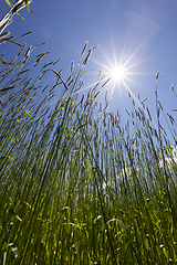 Image showing ears of wheat