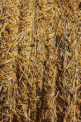 Image showing harvesting wheat