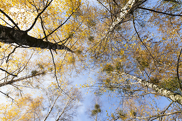 Image showing Yellowed birch leaves