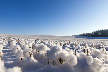 Image showing Snow covered field