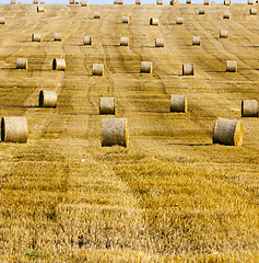 Image showing Harvest of cereals