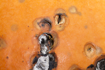 Image showing rotting pumpkin close-up