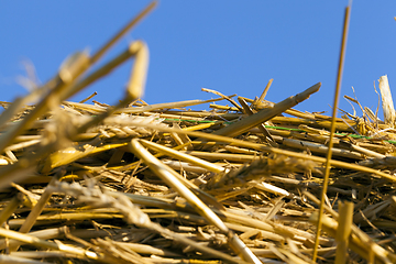 Image showing pile of yellow dry straw