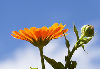 Image showing Flower Marigold