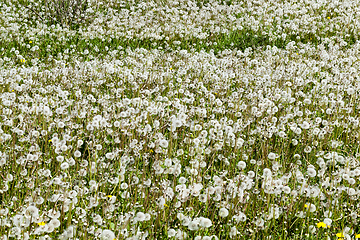 Image showing Dandelion field