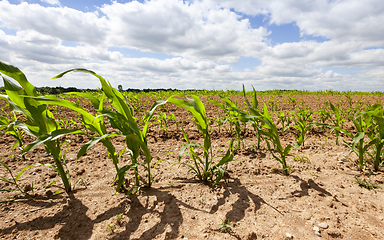 Image showing Young corn crop