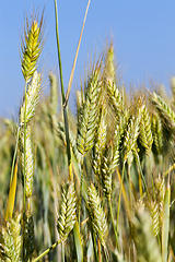 Image showing ears of rye in the Agricultural field