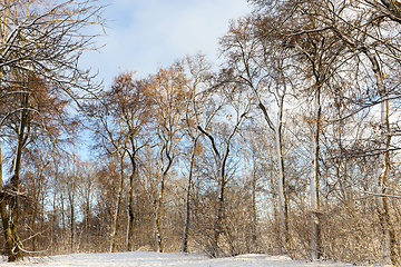 Image showing Trees in the winter park in the sunshine