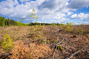 Image showing cleared forest outdoor scenery south Germany