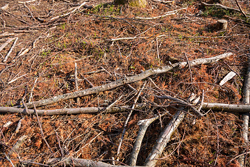 Image showing cleared forest outdoor scenery south Germany