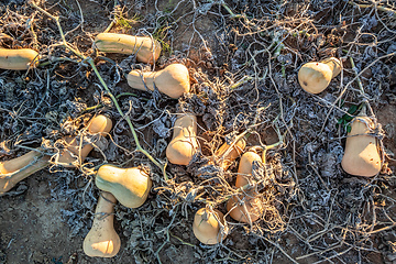 Image showing typical field of pumpkin