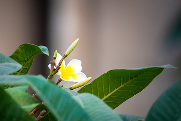 Image showing white frangipani flower