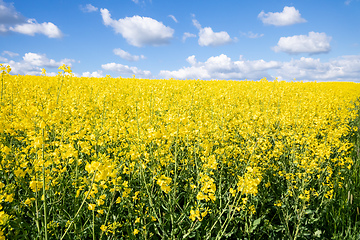 Image showing rape field spring background