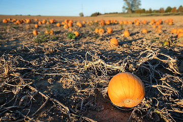 Image showing typical field of pumpkin