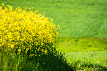 Image showing rape field spring background