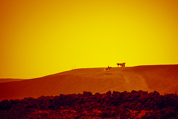 Image showing horse ride in the desert Cairo Egypt