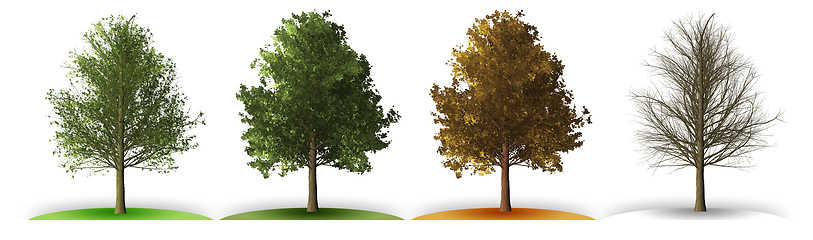 Image showing tree in four seasons