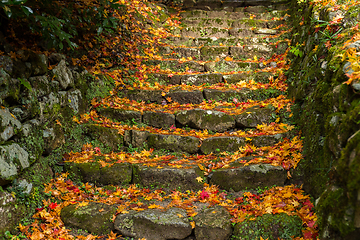 Image showing Autumn maple leaves on the step