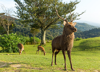 Image showing Buck deer