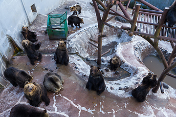 Image showing Bear in zoo