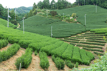 Image showing Green fresh tea farm