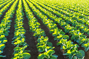 Image showing Lettuce field