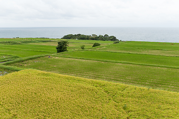 Image showing Rice field and seaside