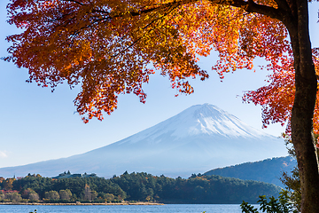Image showing Mt. Fuji and maple tree