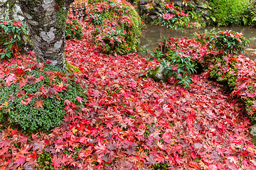 Image showing Traditional Japanese garden in autumn season
