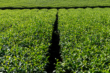 Image showing Beautiful fresh green tea tree plantation