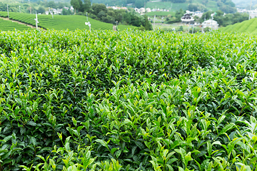 Image showing Green Tea Farm