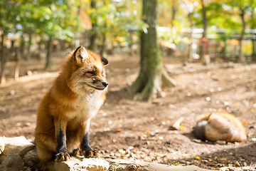 Image showing Red Fox sitting on the rock