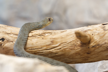 Image showing Montpellier snake (Malpolon insignitus)