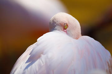 Image showing bird Rose flamingo (Phoenicopterus roseus)