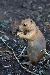 Image showing Black-tailed prairie dogs (Cynomys ludovicianus)