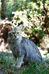 Image showing portrait of wildcat (Felis silvestris)