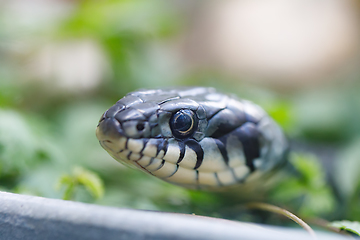 Image showing grass snake (Natrix natrix) close up