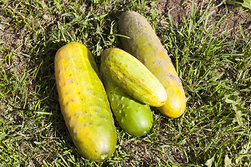 Image showing Harvest a fruit garden