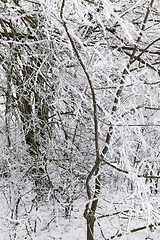 Image showing Winter season. Photo