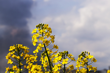 Image showing Yellow rape flower