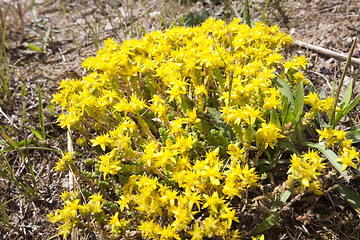 Image showing Tutsan , close up