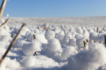Image showing Field in the snow