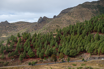 Image showing cactus plants on tenerife island